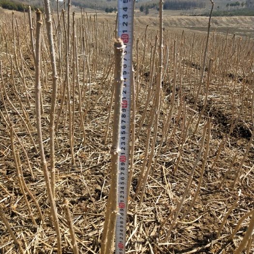 清原县刺老芽苗 基地供应各种规格刺嫩芽 刺老包 乌龙头苗