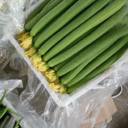 莘县鲜花丝瓜 30~50cm