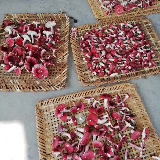 博白县铁皮石斛 原林区红菇.红木椎菌.干品