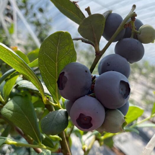 大量新鲜薄雾蓝莓