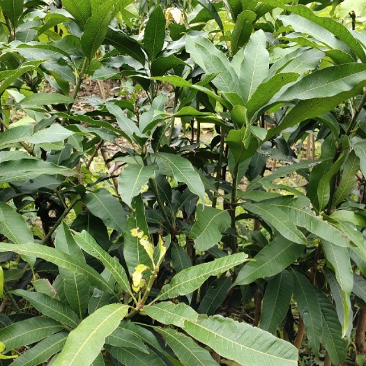 灵山县 台侬芒果苗
