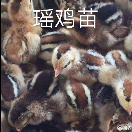 南宁瑶鸡苗 统货