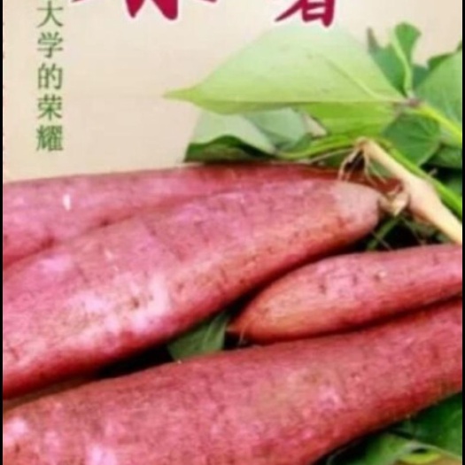 咸阳红薯种  杨凌脱毒原种红薯苗直销！欢迎新老客户前来选购！