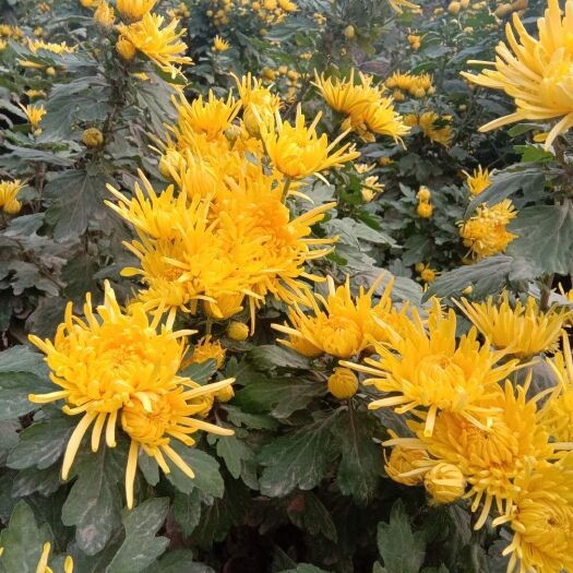 曹县金丝皇菊苗 金丝菊