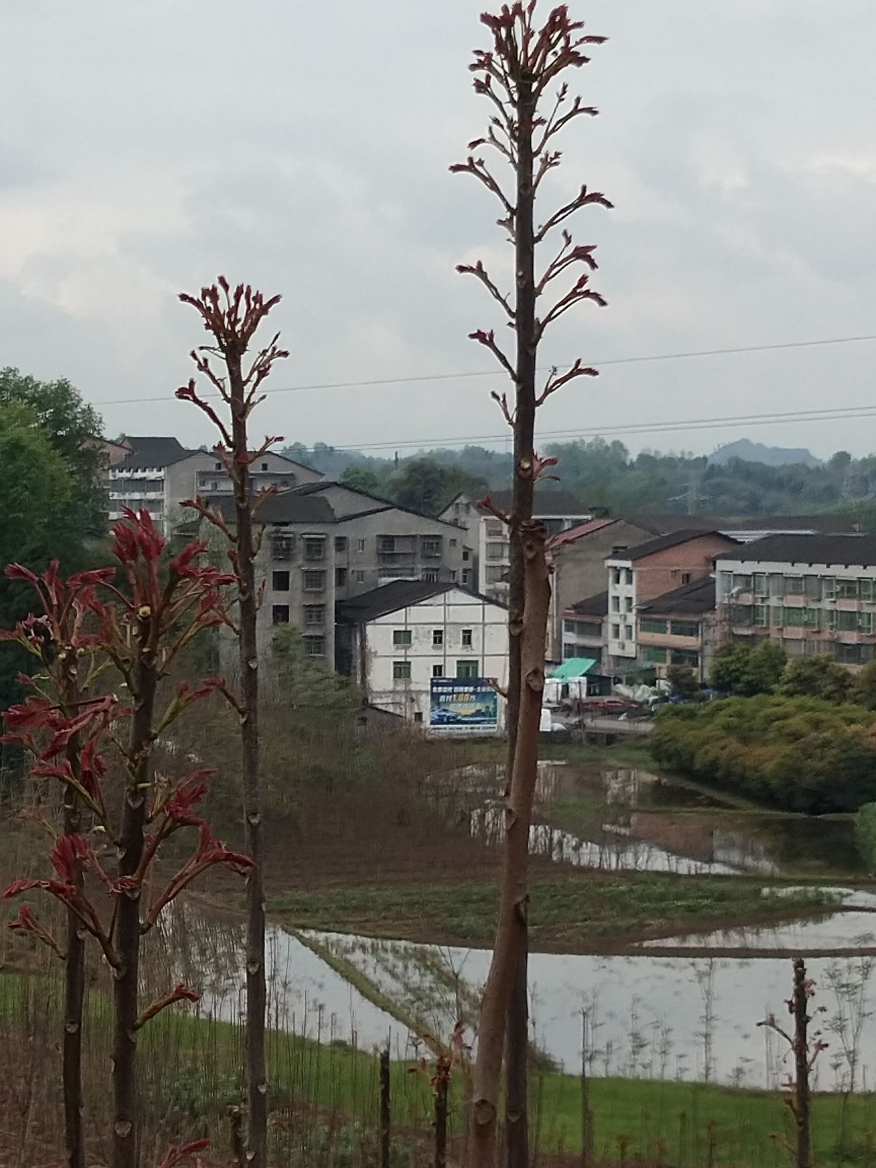 红油香椿苗 达州红油香椿树苗