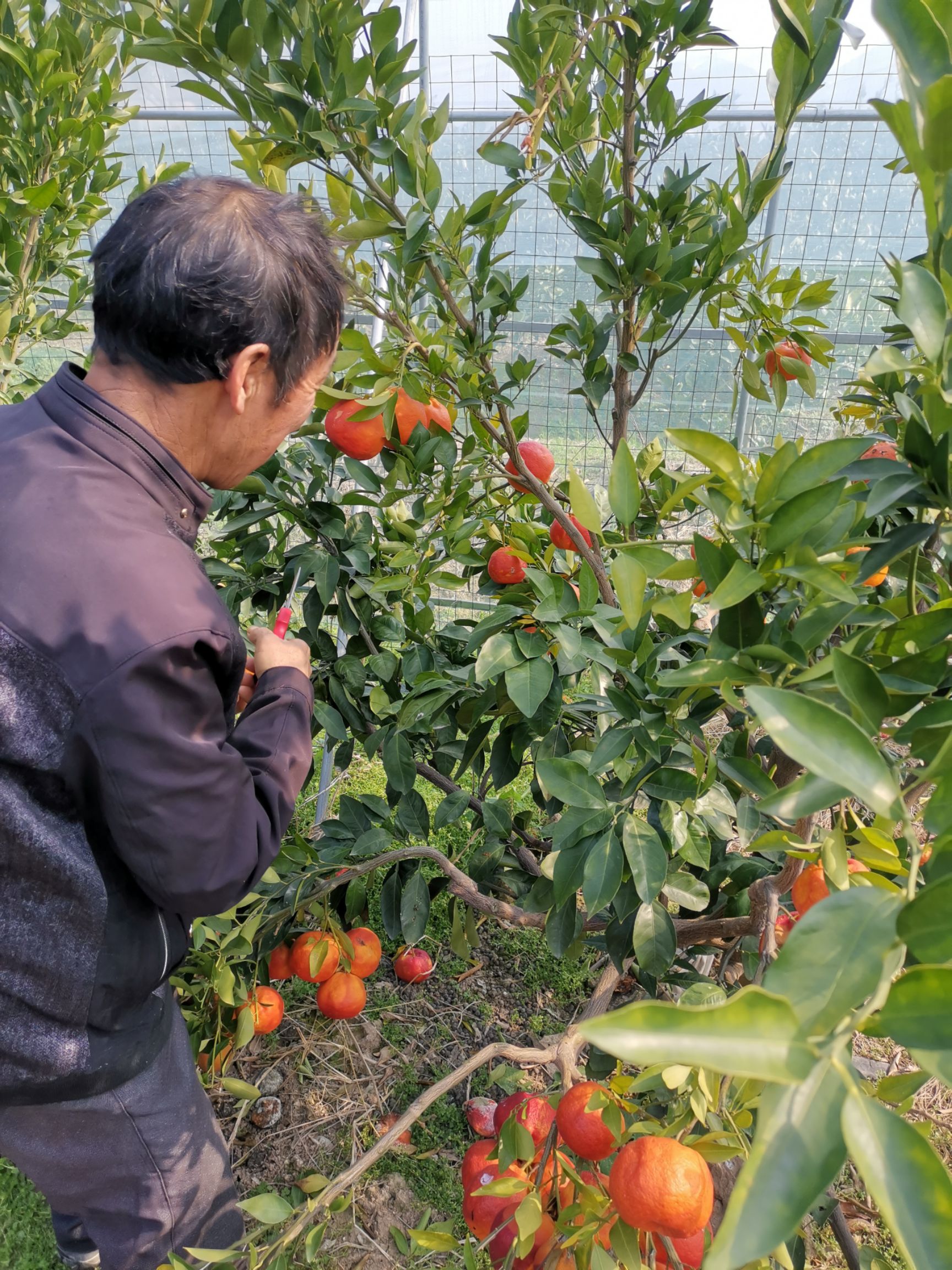 象山县媛红碰柑苗  高品质高价值，富含天然花青素