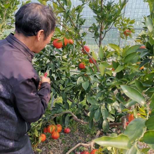 象山县媛红碰柑苗  高品质高价值，富含天然花青素