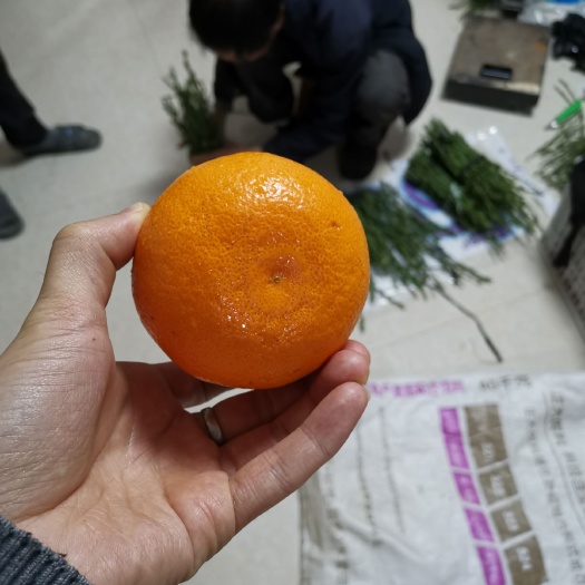 象山县濑户香柑桔苗，高甜化渣，与甘平齐名！没有最好只有更好