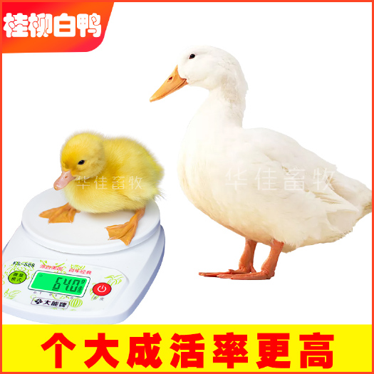 南宁 桂柳鸭苗 白鸭苗 樱桃谷肉鸭苗 包成活包疫苗-诚信店