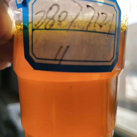 德阳 俄罗斯油菜籽，含油40到42之间，油色好，杂质1.5左