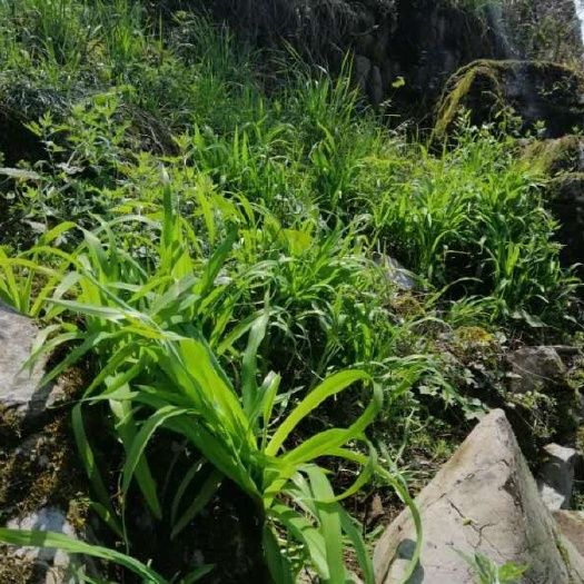 利川市 黄花萱草