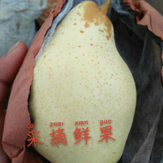 晋州市 冷库现货贵妃梨（大头梨  香蕉梨）