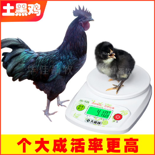 南宁 土黑鸡苗 黑鸡苗 包成活包疫苗--华佳畜牧公司