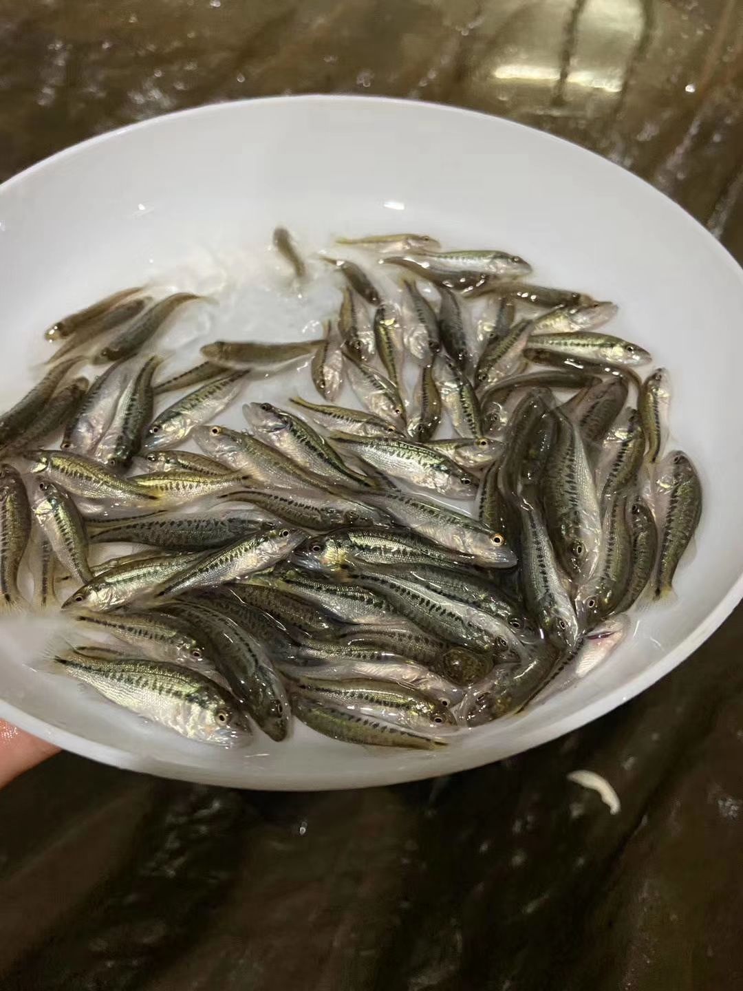 加州鲈鱼苗  加州鲈水花提供养殖技术