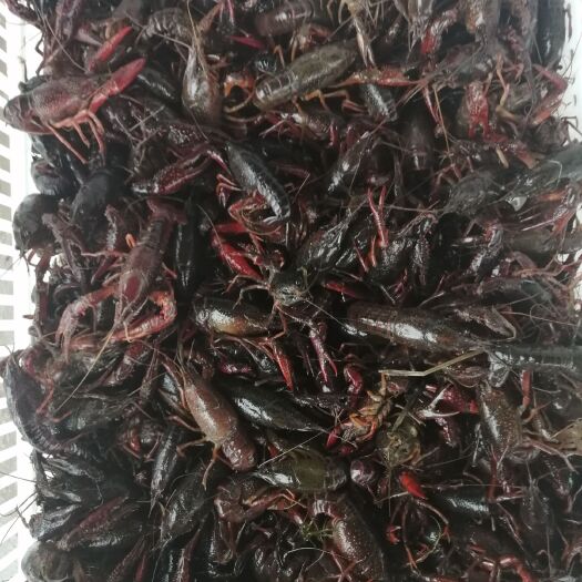 肥西县青壳小龙虾 大青6-9钱 人工养殖