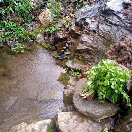 西峡县 山泉水生长野水芹菜    不打药 不施肥 无污染