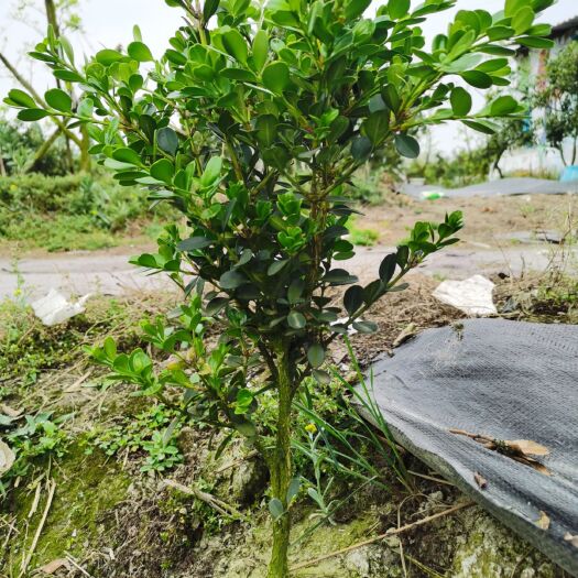 成都 黄杨盆景素材