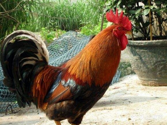 南宁 清远麻鸡苗 公