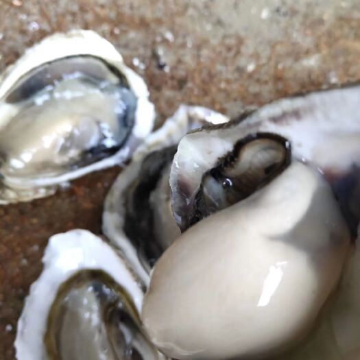 漳浦县半壳，全壳福建生蚝，大量供应