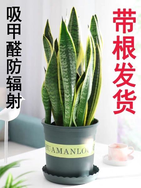 平邑县虎皮兰  金边兰多肉植物室内花卉盆栽大型绿植客厅办公室虎尾兰吸甲醛