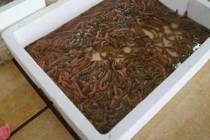 新兴县禾虫 品质好，价格实惠