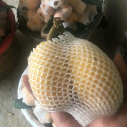 云霄县 一图一世界，云霄大钟枇杷要上市了，现在开始预约。