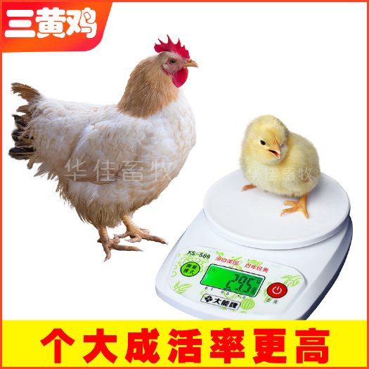 南宁 三黄鸡苗 土鸡苗 包成活包疫苗--华佳畜牧公司