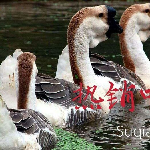 新沂市 常年提供优质狮头鹅苗，品质保证，厂家直销