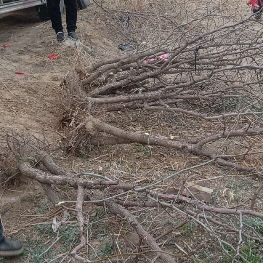 滨州冬枣树苗 沾化冬枣树