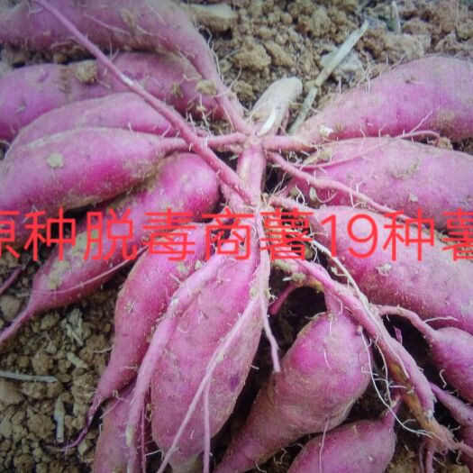 禹州市原种脱毒商薯19红薯苗，生茬地育苗，品种纯正，保证质量保成活