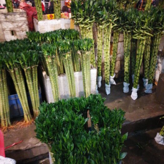 广州 卖弯竹，平安竹