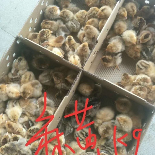 南宁K9麻黄鸡苗 快大 麻黄k9