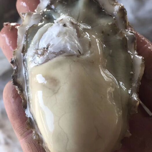 青岛 生蚝牡蛎红岛特产
