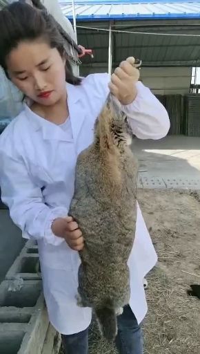嘉祥县比利时兔 出售肉兔比利时新西兰伊拉
