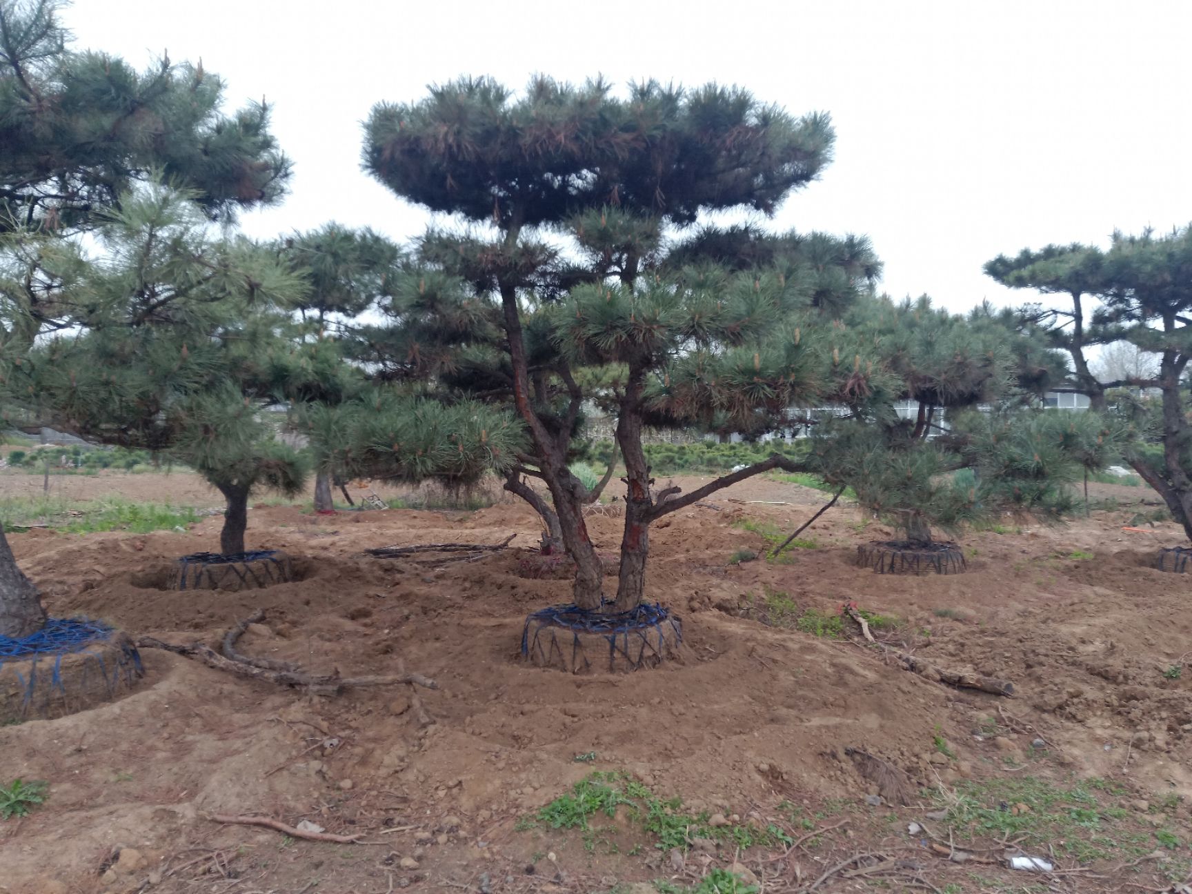 造型松树 造型油松