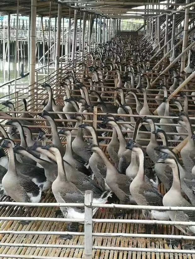  广东清远黑棕鹅  新鲜鹅 冰鲜鹅 烧鹅 专用