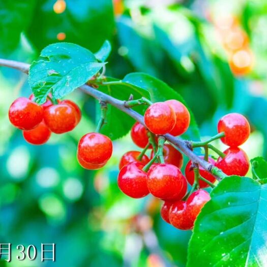 米易县樱桃  甜