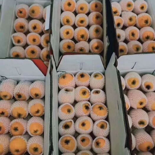 莆田早钟6号枇杷 1两以上