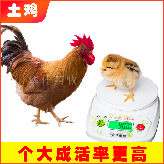 南宁 黄脚土鸡苗  土鸡苗 包成活包疫苗--华佳畜牧公司