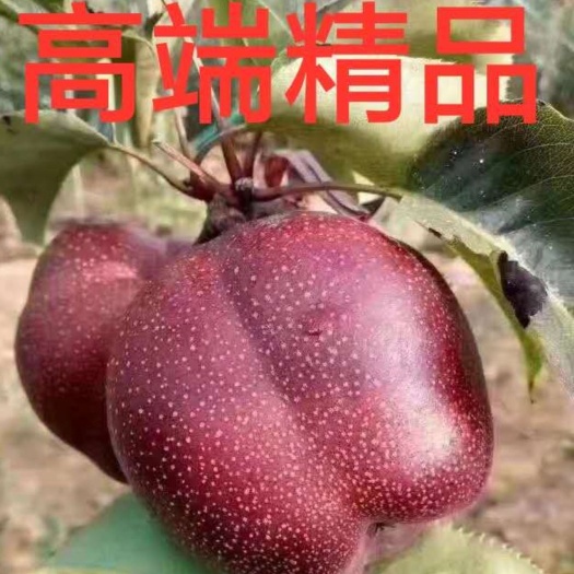 奥红一号红梨苗 奥红一号梨