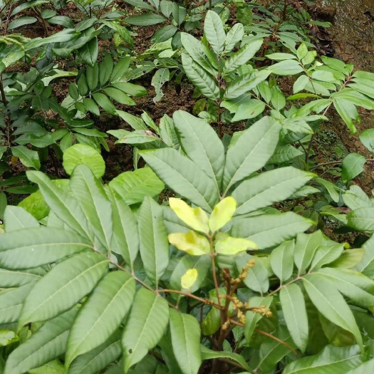 灵山县 四季龙眼苗带杯发货