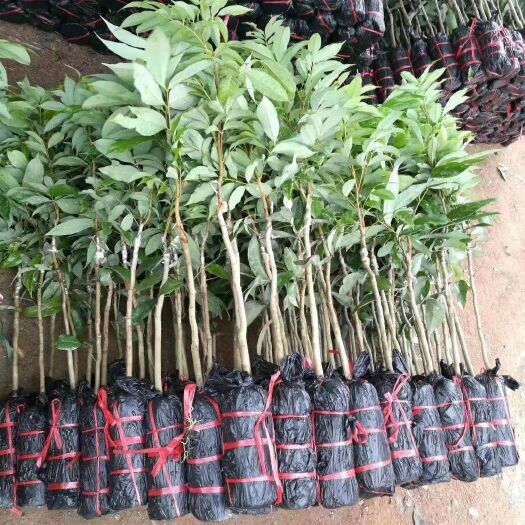 钦州无核荔枝苗 长期有各品种荔枝 植生 嫁接苗都有