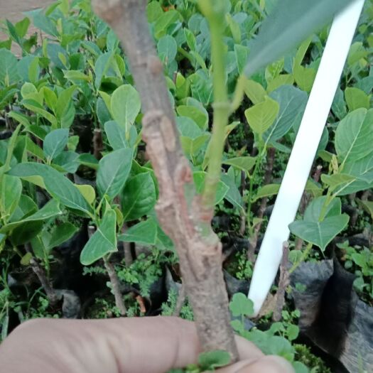 钦州 菠萝蜜苗
