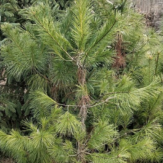 合水县华山松 精品货