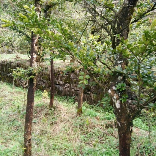 利川市瓜子黄杨木