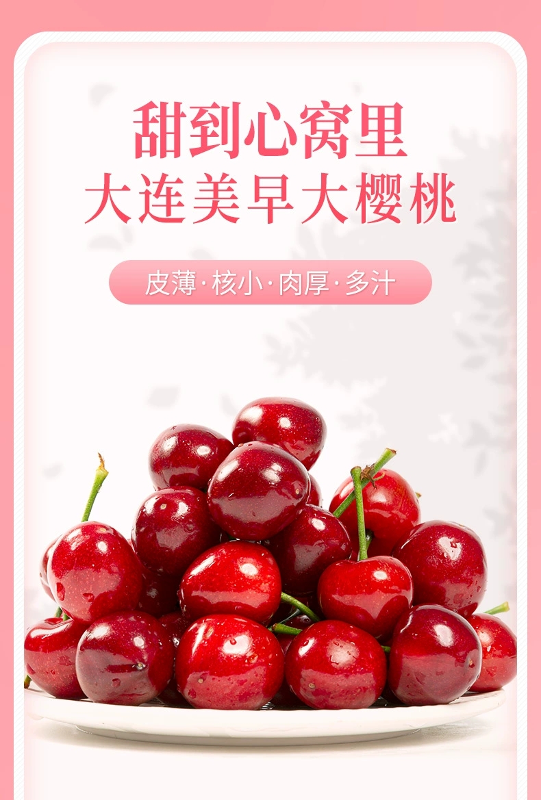 大樱桃现摘现发口感好