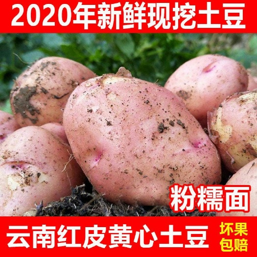 昆明红土豆  云南黄心小土豆马铃薯蔬菜新土豆洋芋土豆白皮土豆10斤包邮