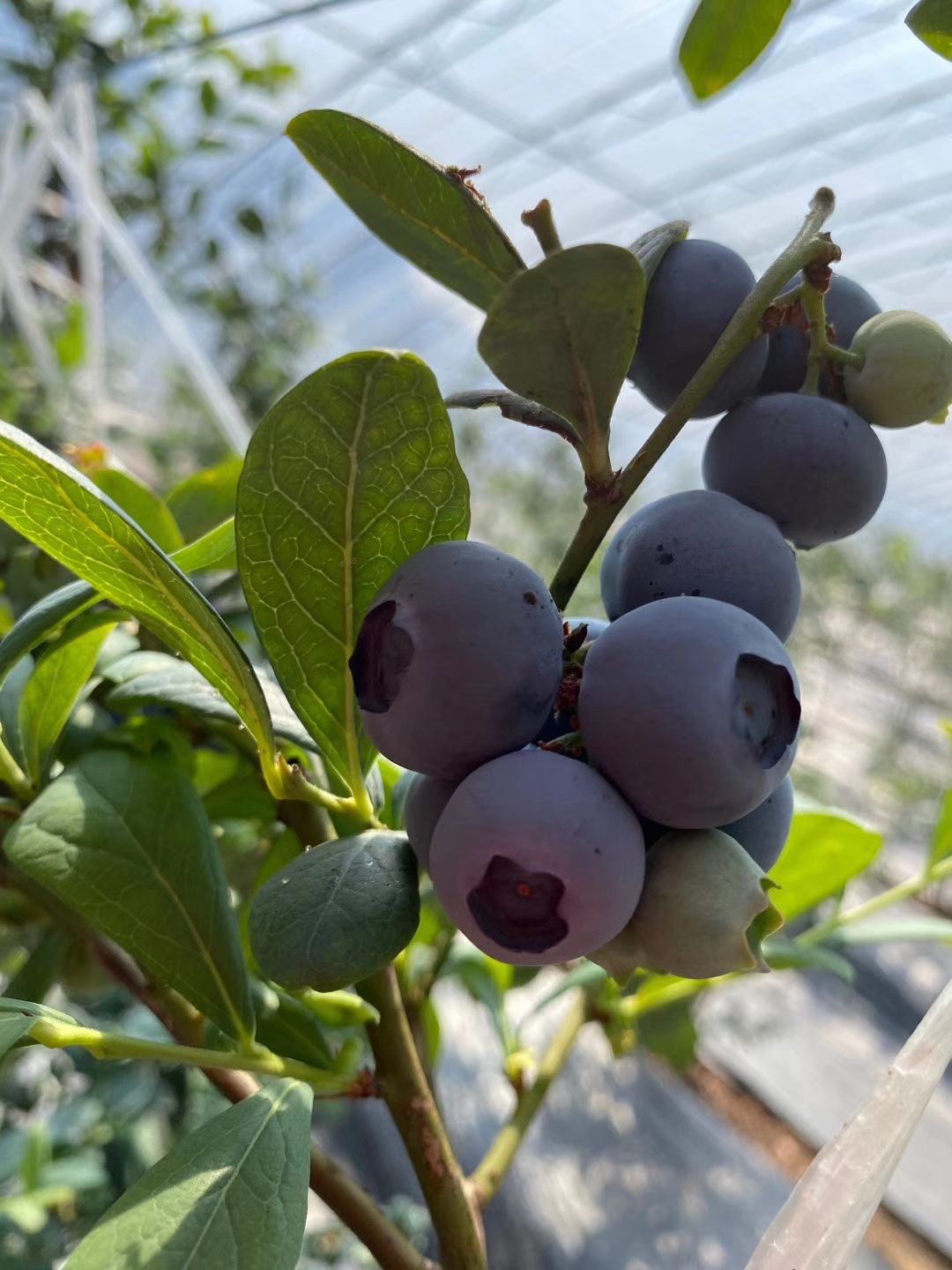 大量新鲜薄雾蓝莓