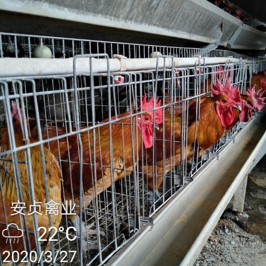 尤溪县 供应尤溪双冠土鸡苗