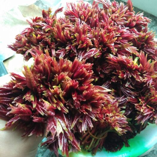 大竹县 达州香椿芽二芽精品